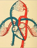 Human Biology: An Exploration of Structure and Function