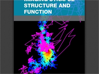 Imaging Synapse Structure and Function