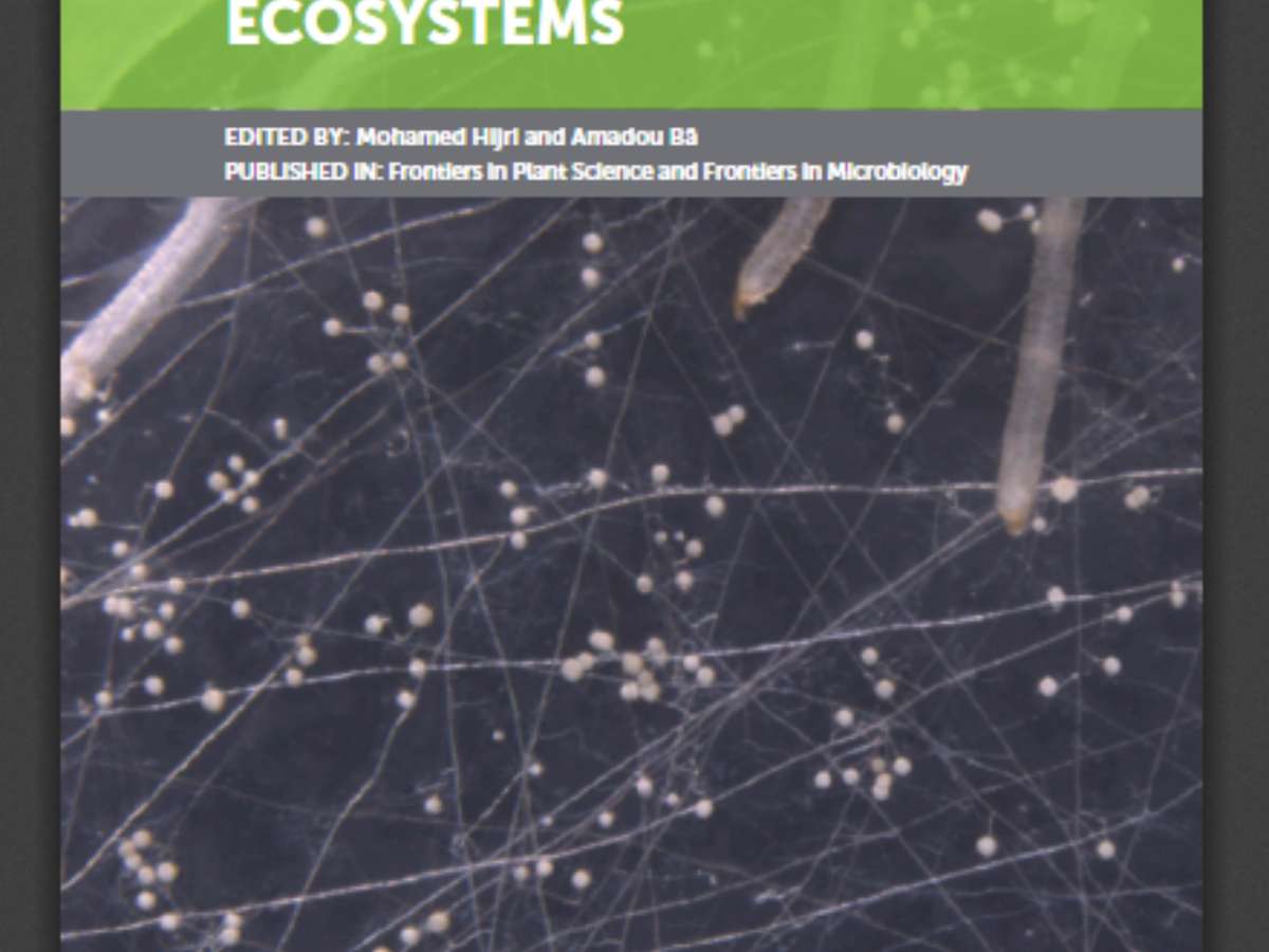 Mycorrhiza in Tropical and Neotropical Ecosystems