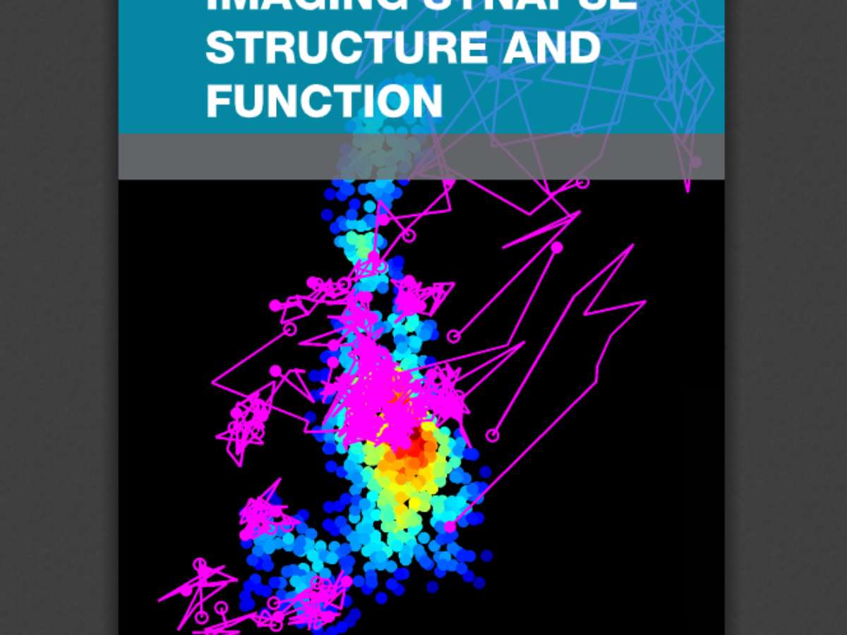 Imaging Synapse Structure and Function