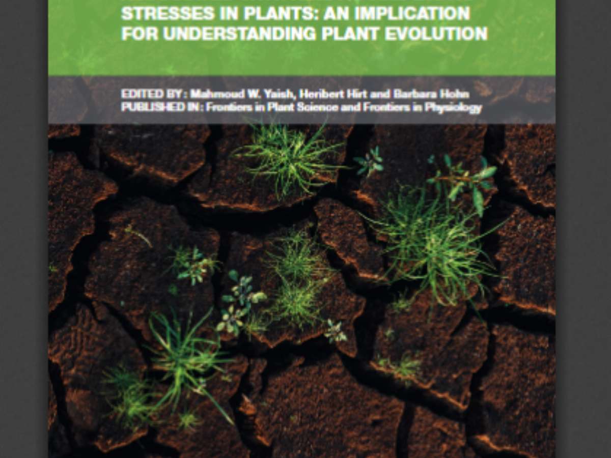 Epigenetic Modifications Associated with Abiotic and Biotic Stresses in Plants: An Implication for Understanding Plant Evolution