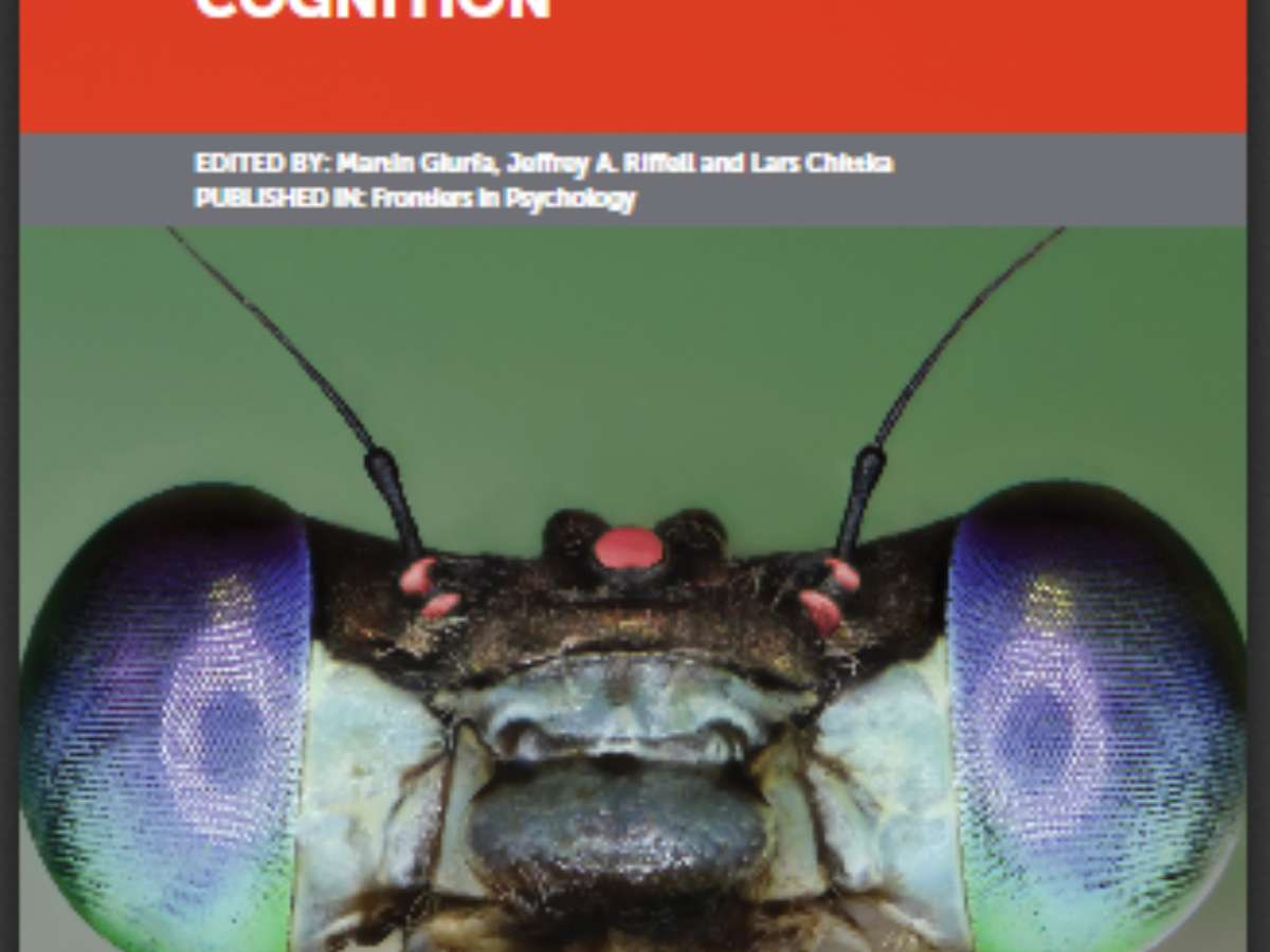 The Mechanisms of Insect Cognition