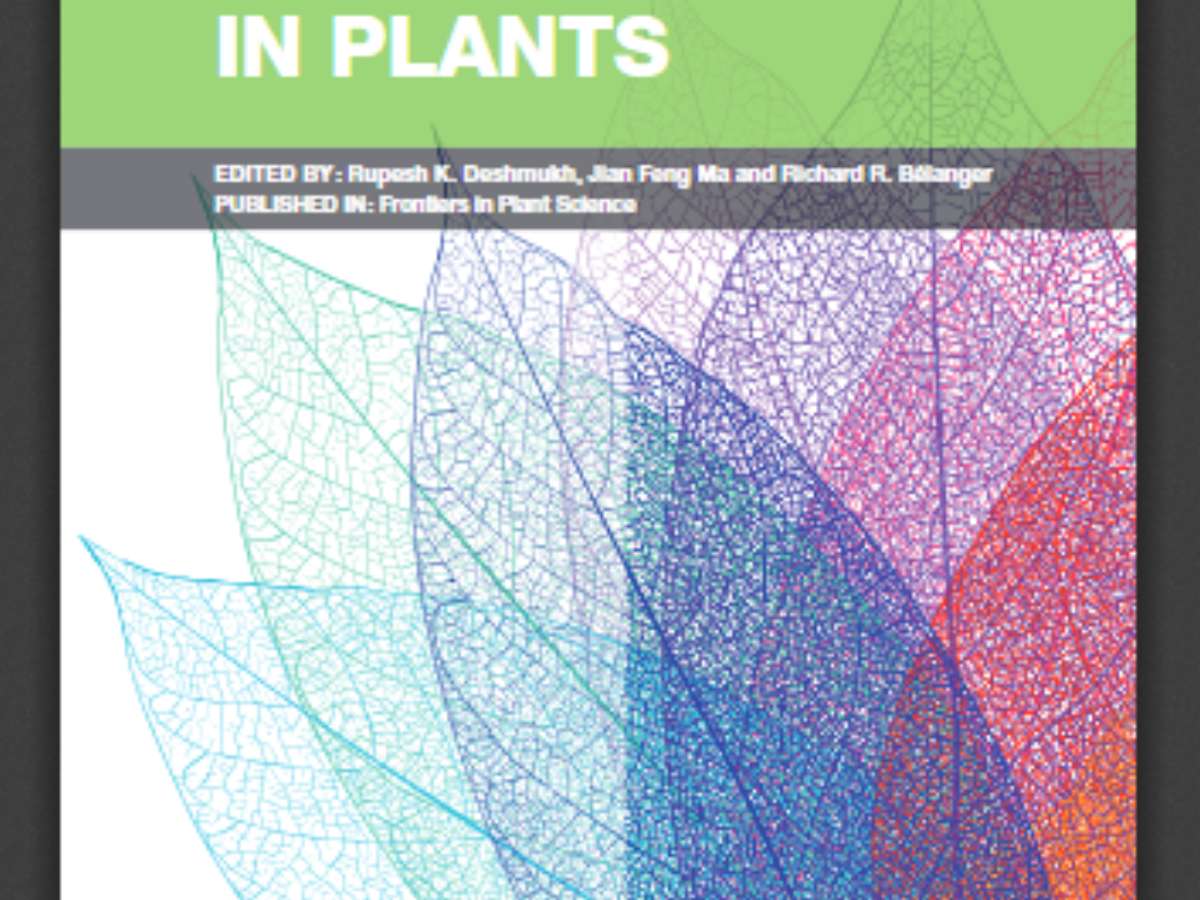 Role of Silicon in Plants