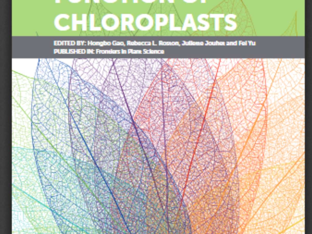 Structure and Function of Chloroplasts