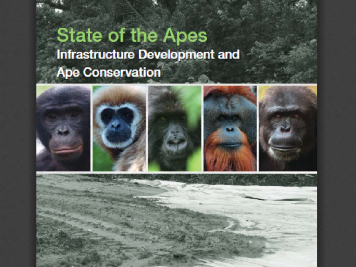 Infrastructure Development and Ape Conservation
