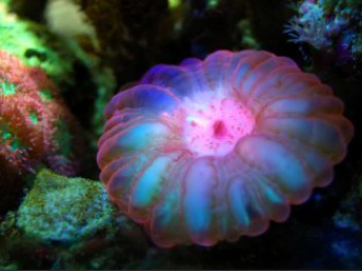Life in its Biological Environment