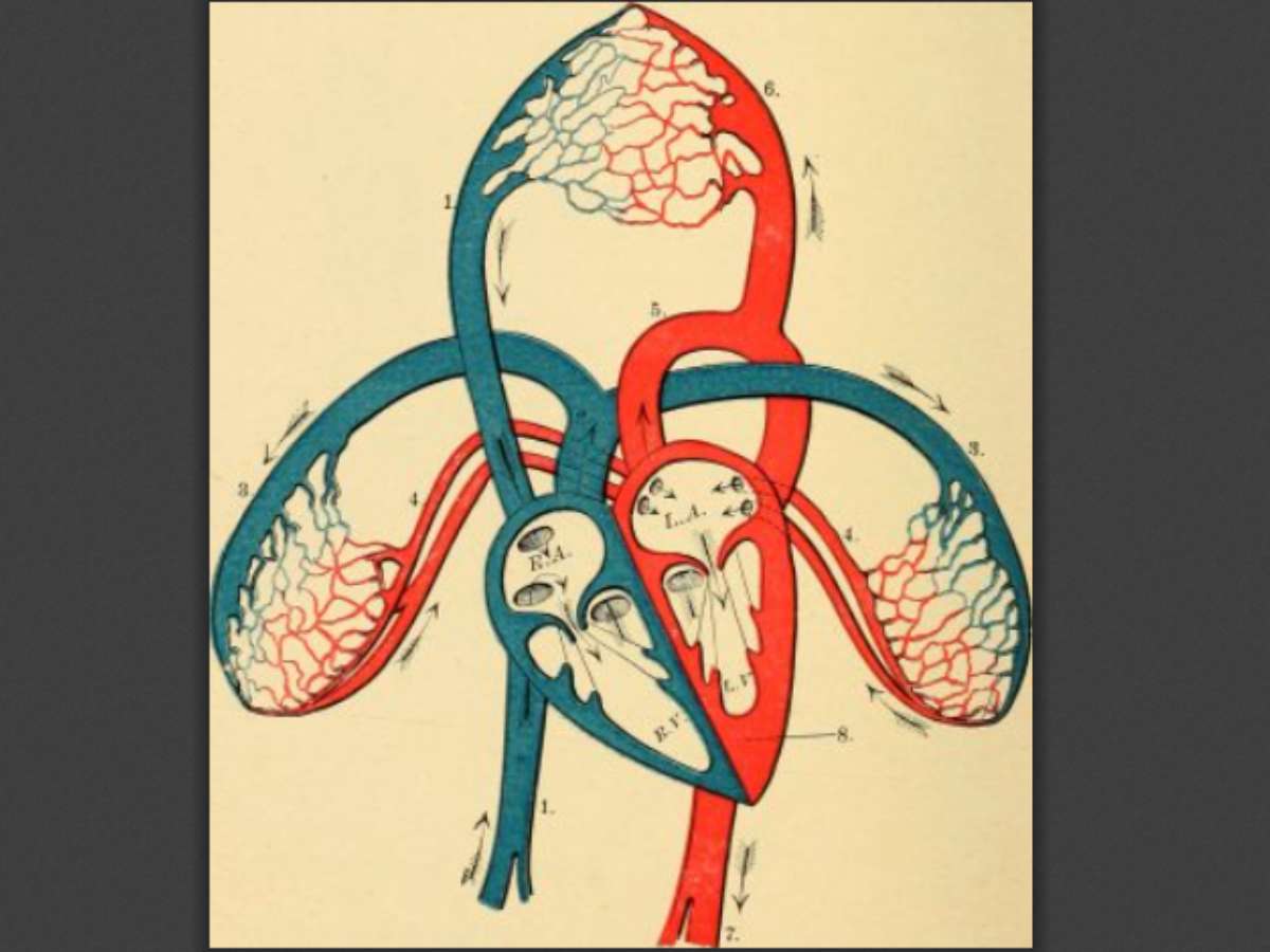 Human Biology: An Exploration of Structure and Function